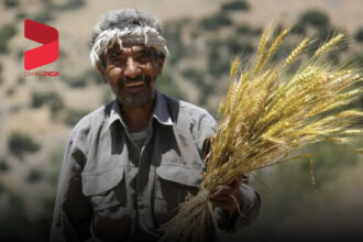 پیش بینی تولید ۱۳ میلیون تن گندم در سالجاری